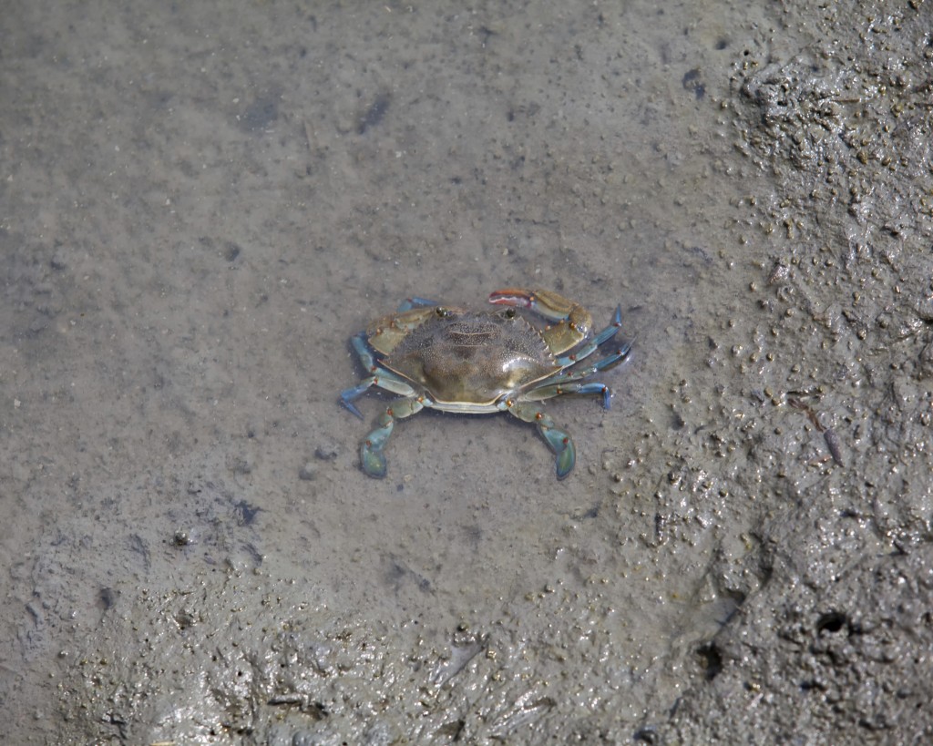 What Do Crabs Eat? - Box Hill Crab Cakes - Abingdon, MD