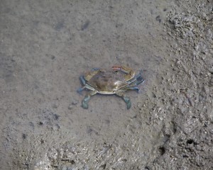 crabs in winter