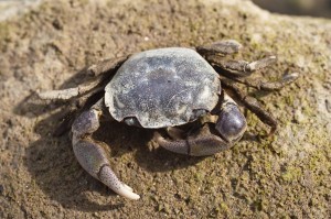 Delaware mud crab