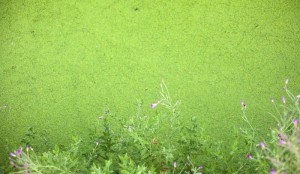 Chesapeake Bay Dead Zones